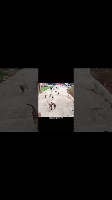 The confidence these puppies have 🤣😍 #dog