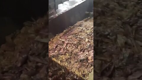 Soylent Green is People