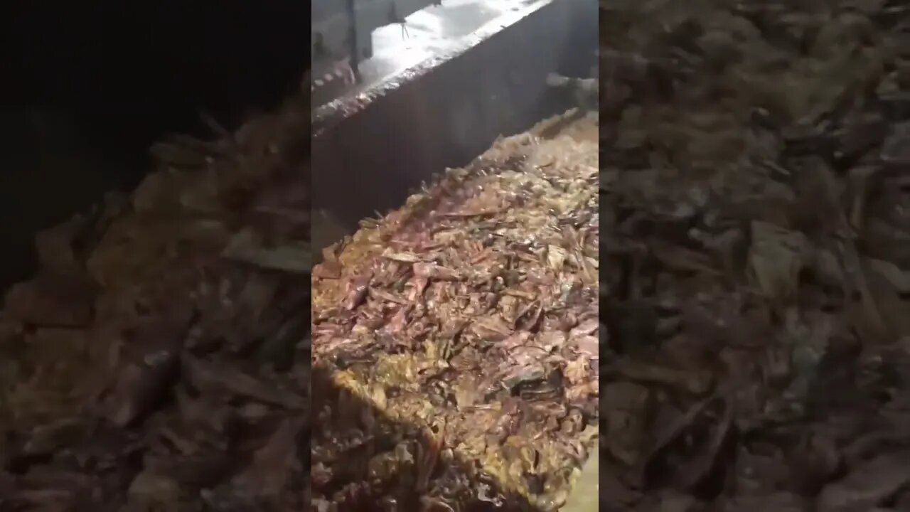 Soylent Green is People