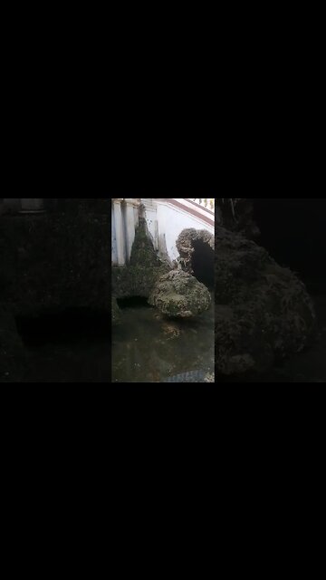 القط المسكين