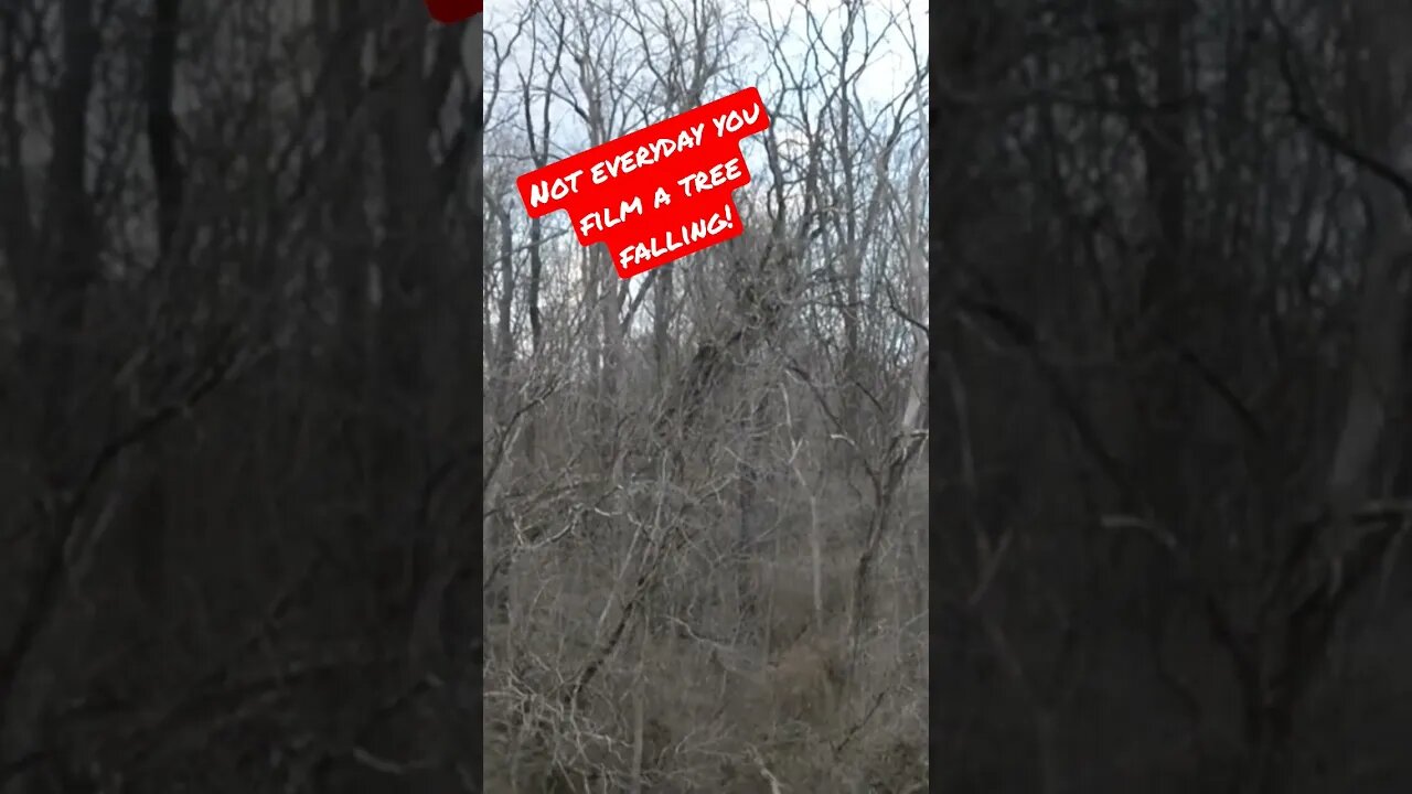 Not everyday you film a tree falling! #nature #hiking #falling #tree