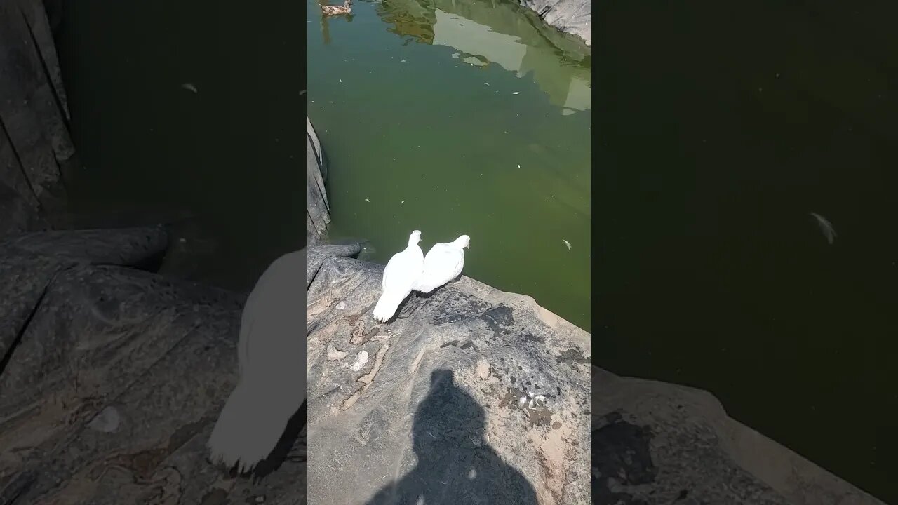 Muscovy ducks thinking about going for a swim #shorts