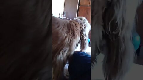 #pet, #doglife , #animals , #dogshow , #shorts