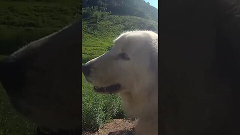 12 February 2023 Stella the Maremma