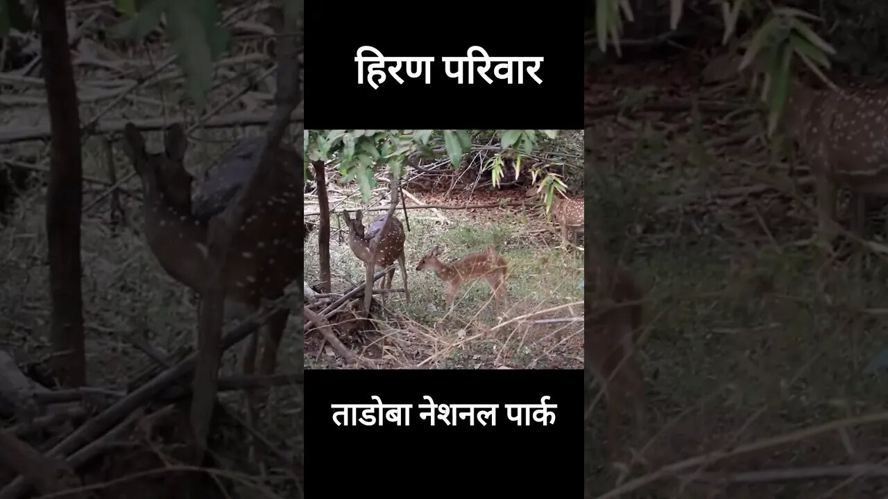 ताडोबा नेशनल पार्क | Deer Family #tadobanationalpark #deerhunting #deerfamily