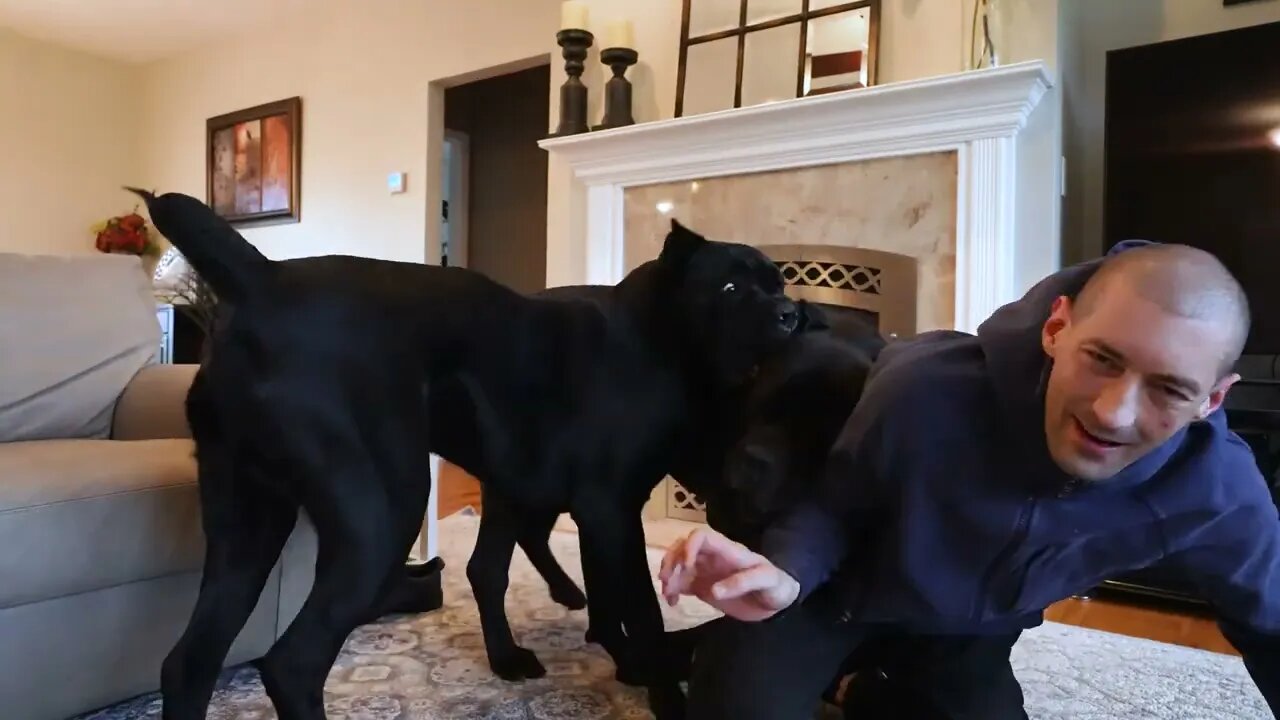 Do You WRESTLE BOND Your Cane Corso?