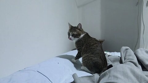 Playful Cat Jumps off the Bed