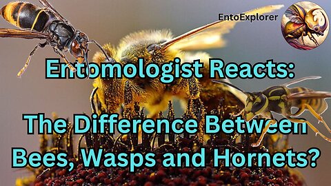 Entomologist Reacts to The Difference Between Bees, Wasps and Hornets