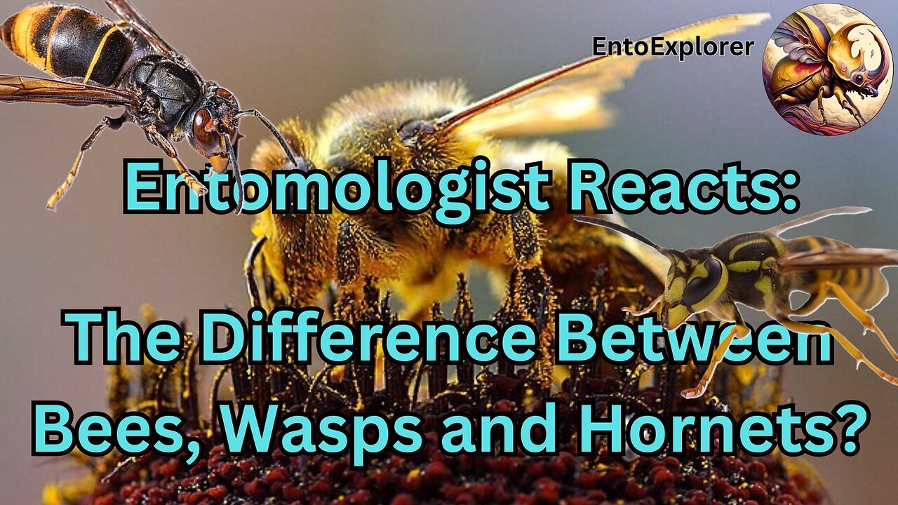 Entomologist Reacts to The Difference Between Bees, Wasps and Hornets