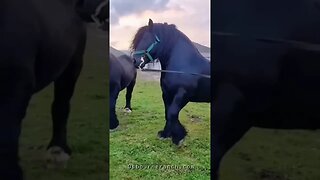 Percheron Stallions