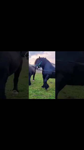 Percheron Stallions