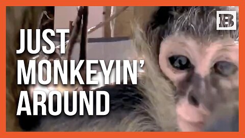 Ready for Their Close-Up! Playful Leggy Spider Monkeys Find New Home at San Diego Zoo