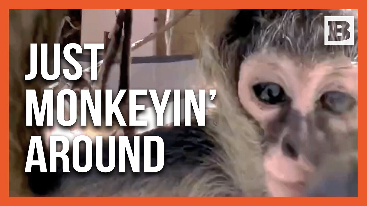 Ready for Their Close-Up! Playful Leggy Spider Monkeys Find New Home at San Diego Zoo