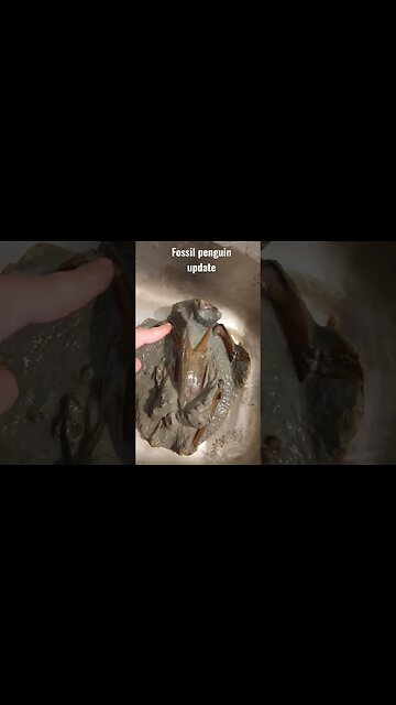 Fossil penguin prep progress post #fossil #penguin #short 🐧 🐧 🐧