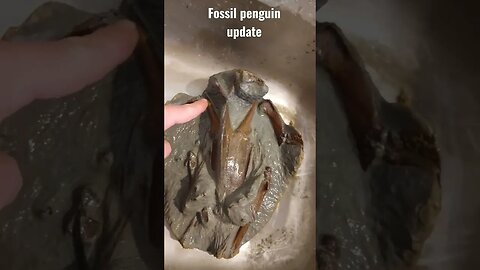 Fossil penguin prep progress post #fossil #penguin #short 🐧 🐧 🐧