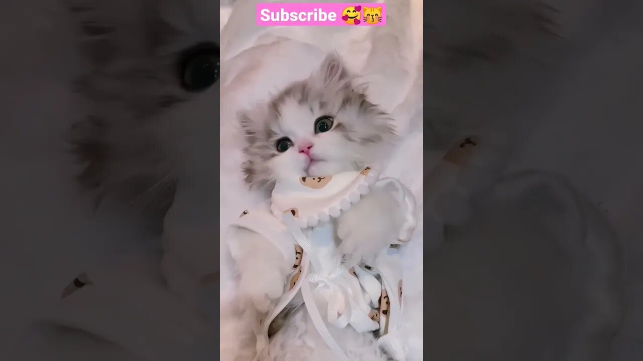 SO CUTE BABY CAT || 🥰😽 -36 #shorts #shortsfeed #cat #youtubepets