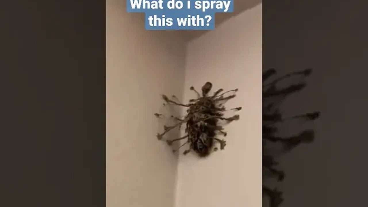 What is this? #shorts #octopus #spider #predator