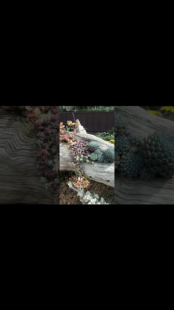 Cloud Forest or cloud forest in Singapore...