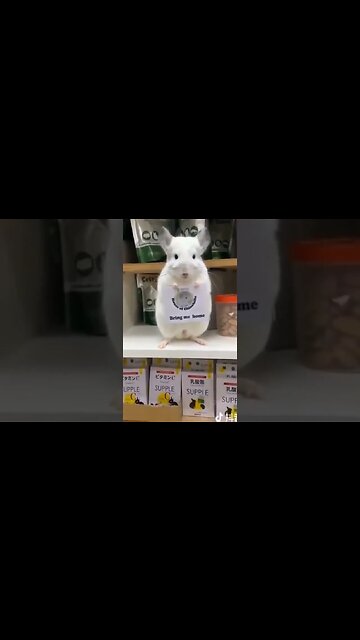 #gatosengraçados #gatos