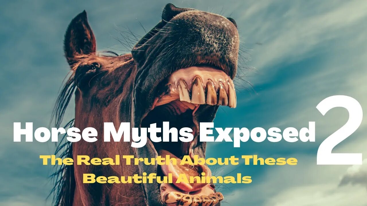 Horse Myths Busted: Clearing Up Common Misconceptions 2