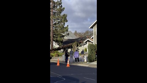 Rain and wind = tree on roof