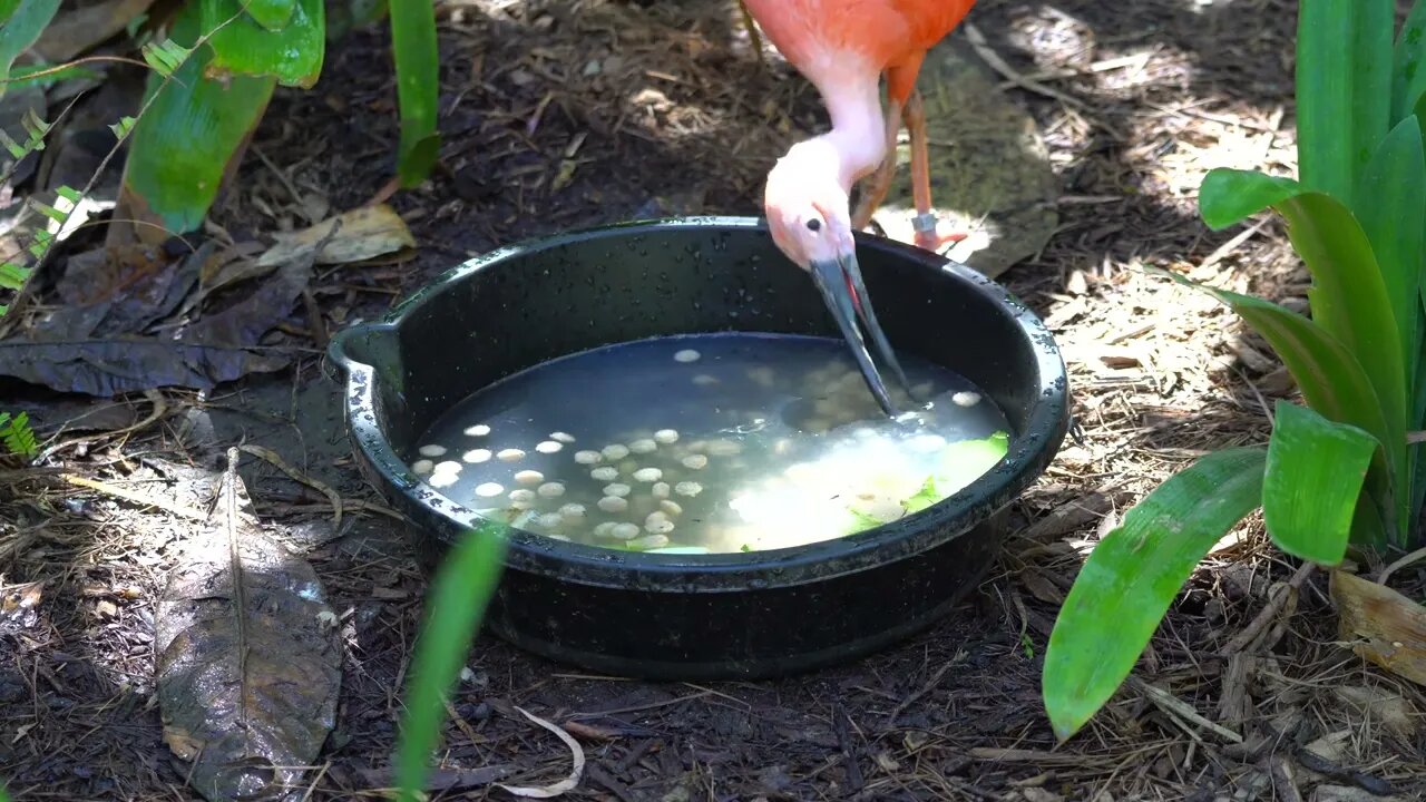 CatTV: flamingo feeding