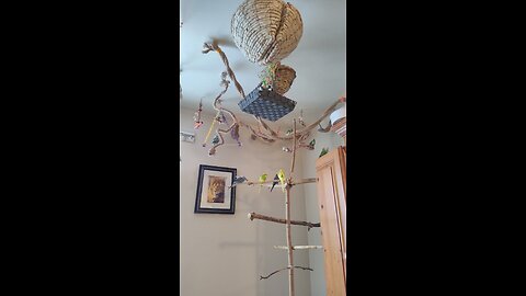 9 Happy Birds