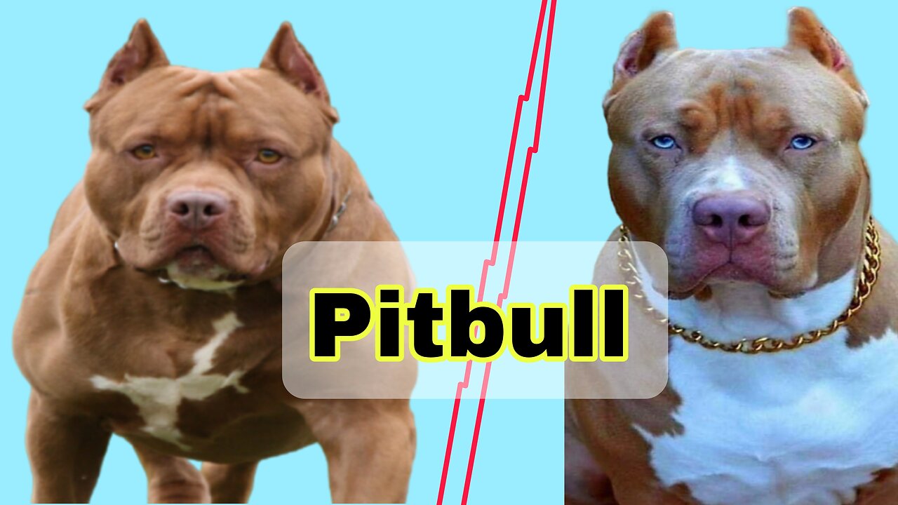 Top pitbull video | trending poppies video