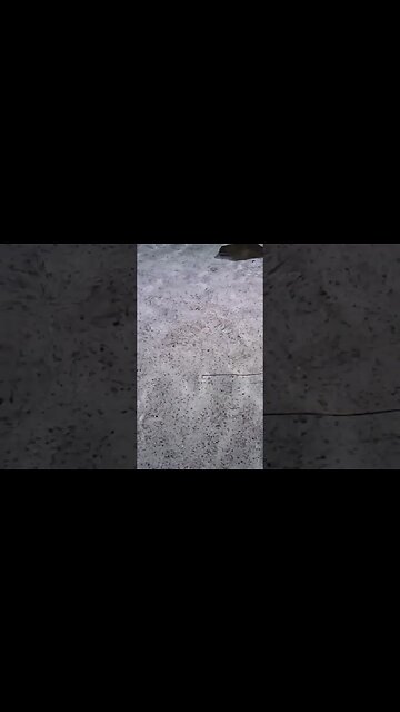 Sting rays Ripley'saquarium myrtlebeach