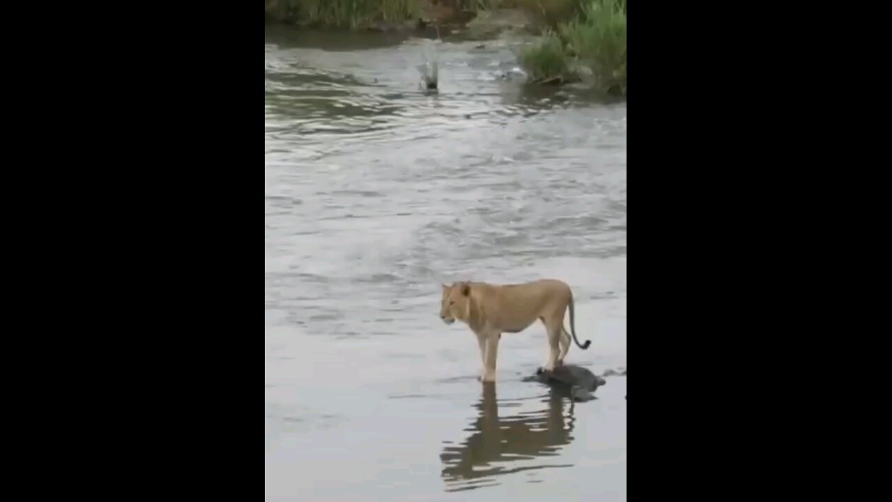 Huge Crocodile Attacks Male Lion