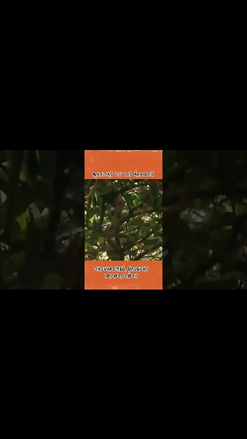 Ratitas en los árboles! #tacuarembó #uruguay (10/02/2023)