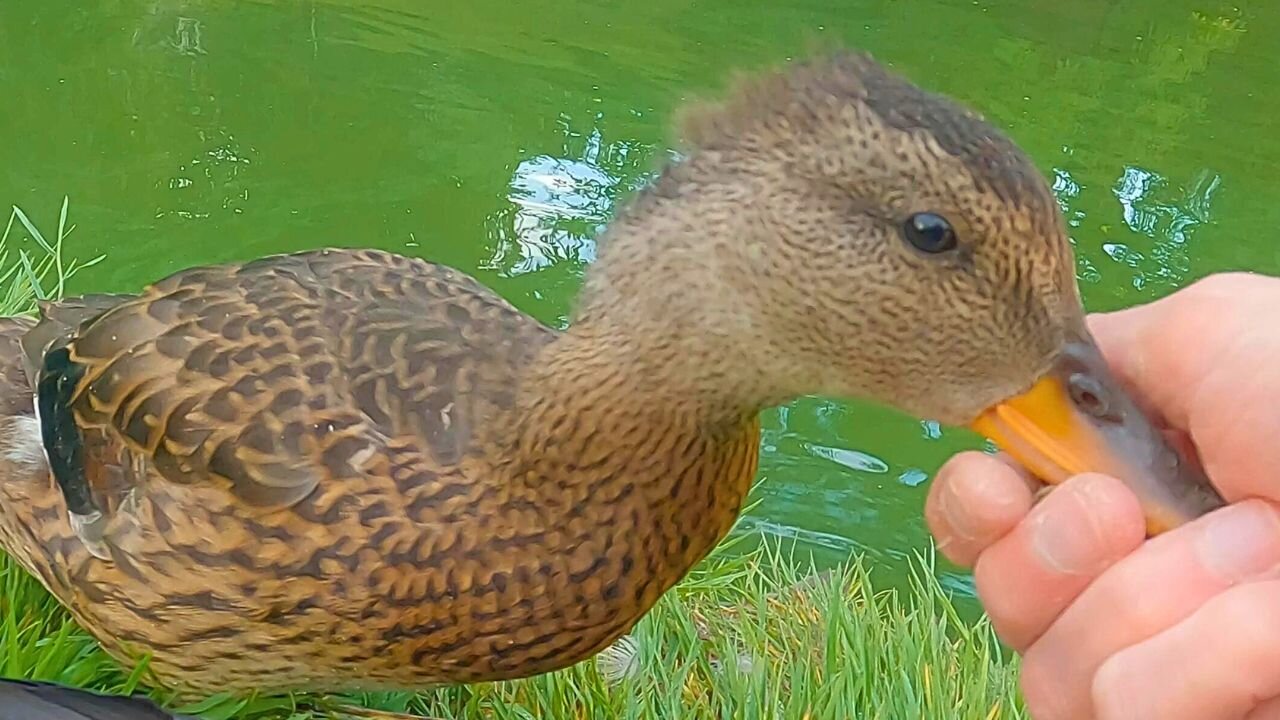 Mrs. Gadwall Duck and the Ducklings Have Made Peace with the Pigeons