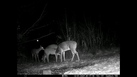 Deer Cam 12-01-2024