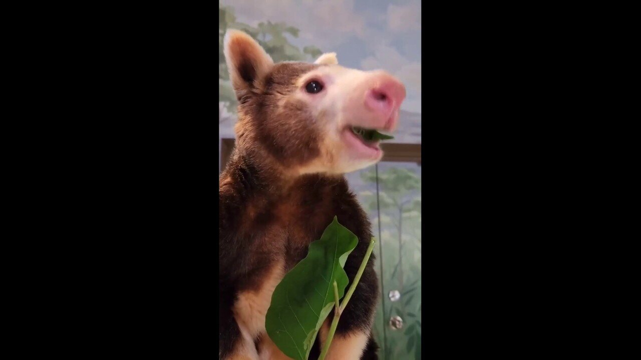 Tree Kangaroo Adorably Snacks On Leafy Greens At Local Zoo