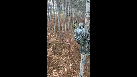 Don't sweet talk a chasing buck.