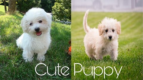 Cute pates,cute cat,funny pates,cute dog