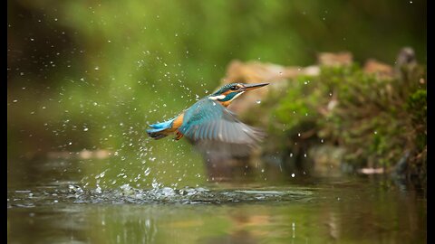 Animal Documentary 4k UHD-Scenic Cinema of Nature