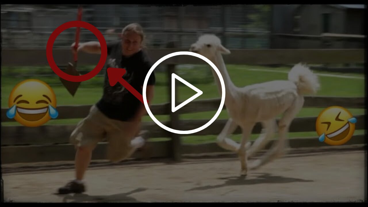 Funny Animals Scarring And Chasing People 2021 Compilation