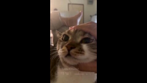 Chipi Chipi Chapa Chapa Dubi Dubi Daba Daba