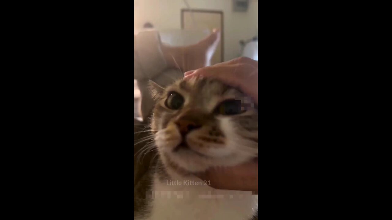 Chipi Chipi Chapa Chapa Dubi Dubi Daba Daba