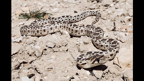 5 Fun Facts About The Gopher Snake