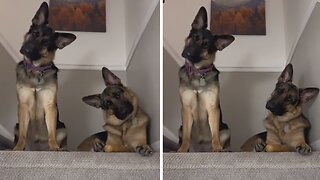 Dogs Perform Adorable Head Tilts