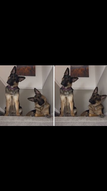 Dogs Perform Adorable Head Tilts
