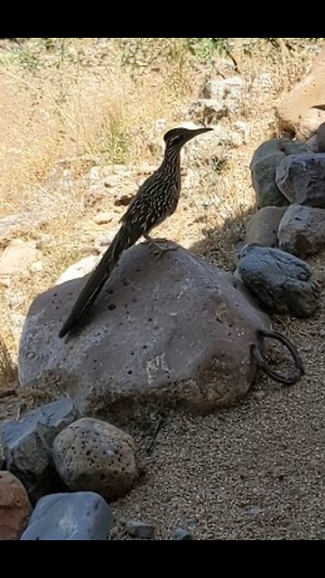 This guy is on a mission.