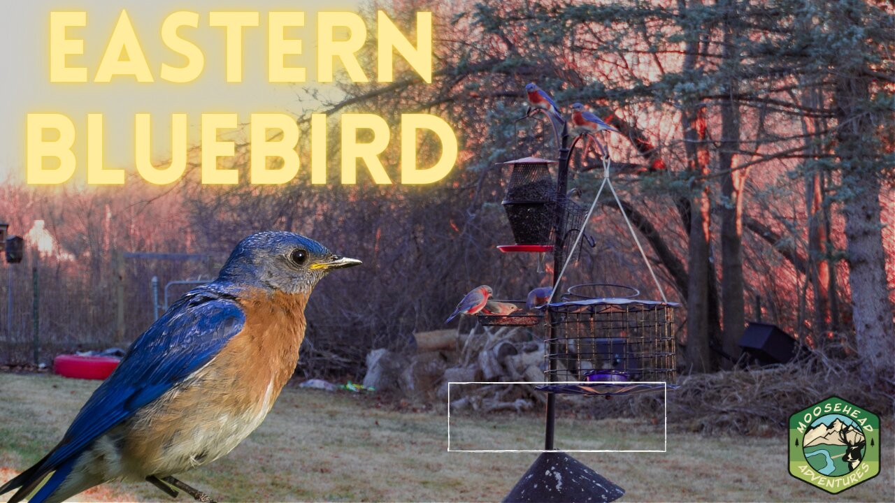 Eastern Bluebirds