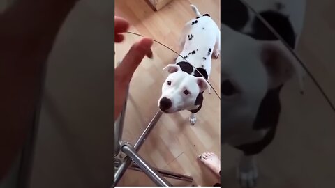 Funny Animals Cheese Challenge : Dalmatian Dog