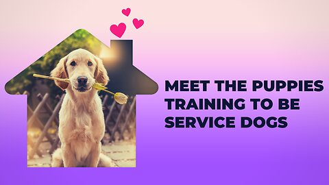 Meet The Puppies Training To Be Service Dogs