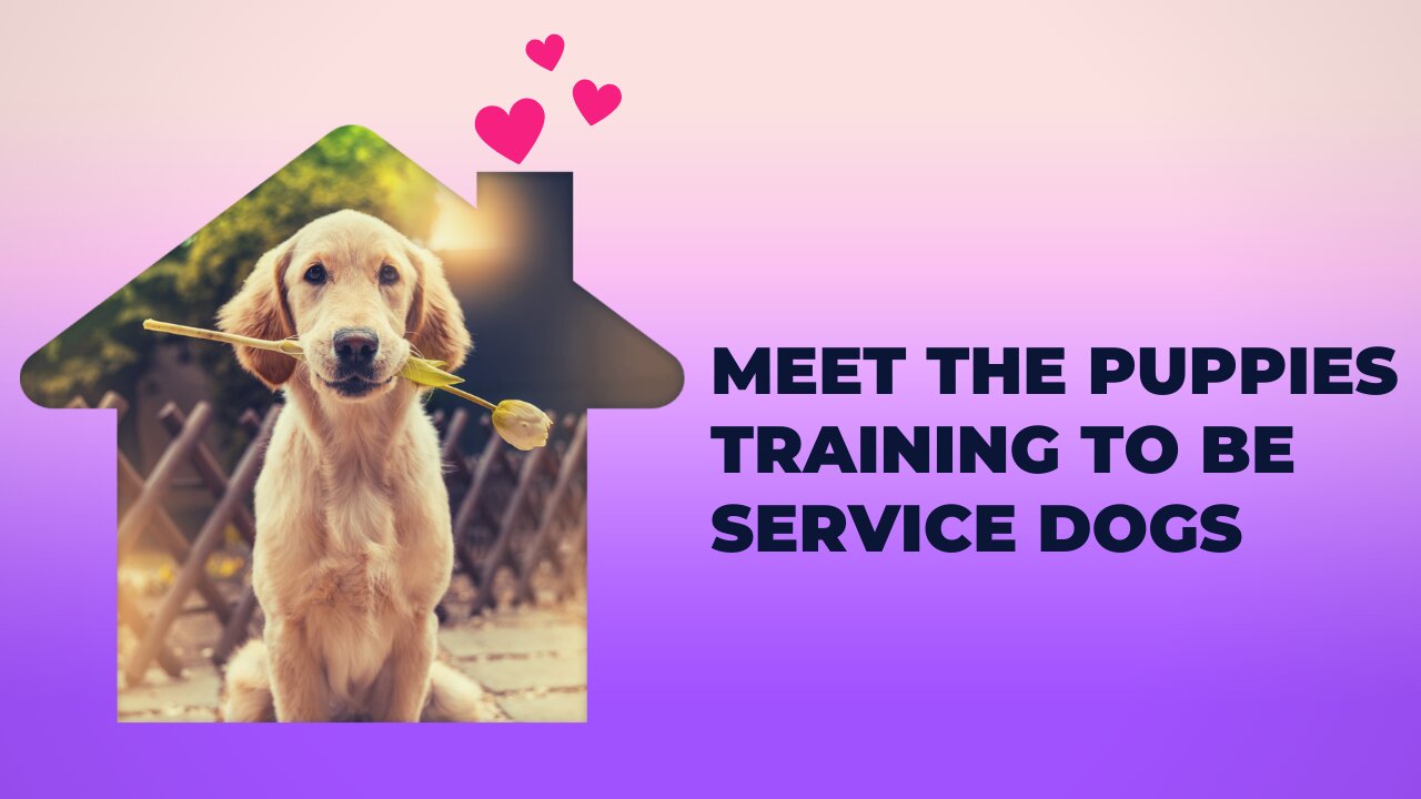 Meet The Puppies Training To Be Service Dogs