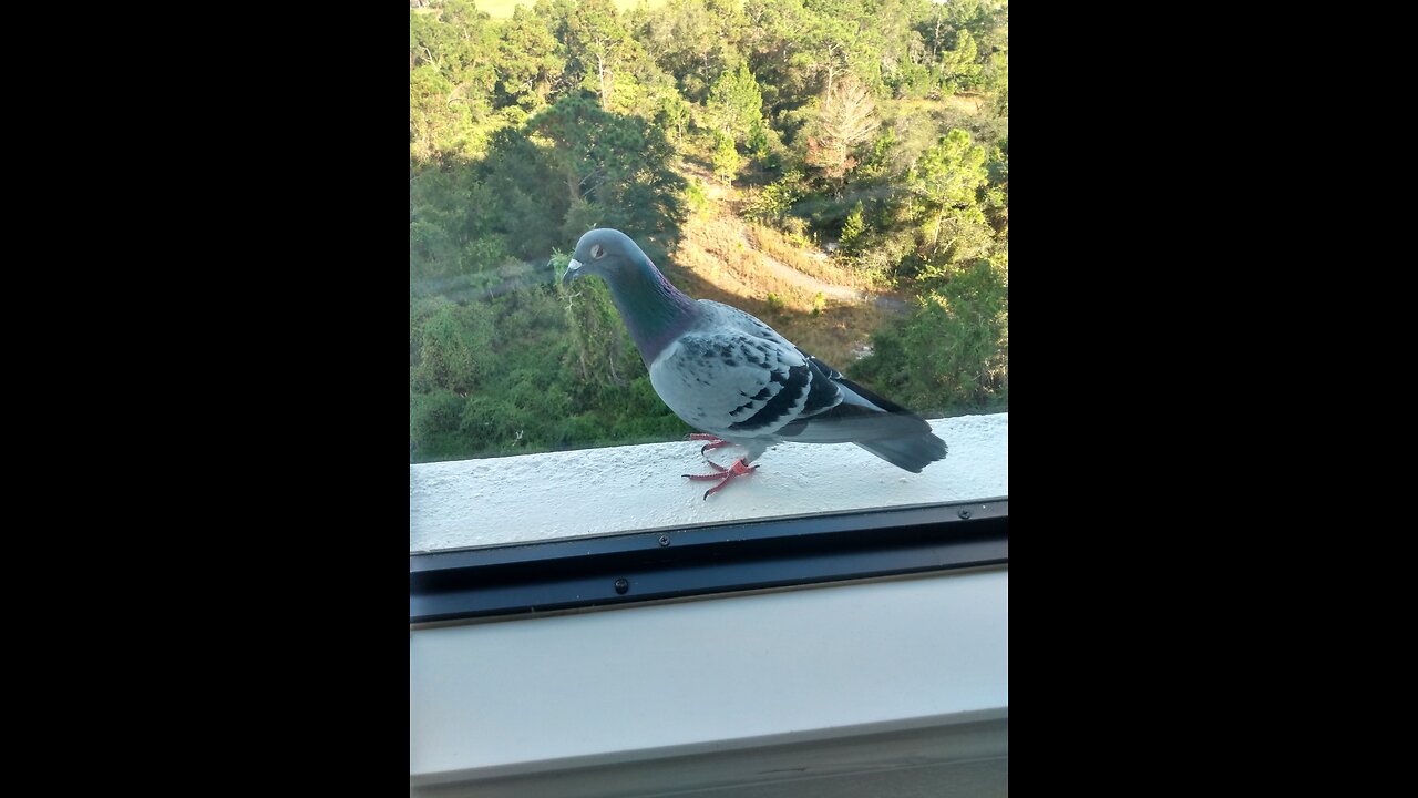 Shooting Gravy Everywhere