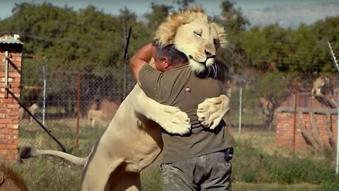 Funny lion dog